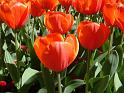 Tulips orange_2 